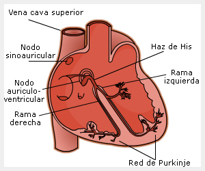 interpretacion ritmo cardiaco